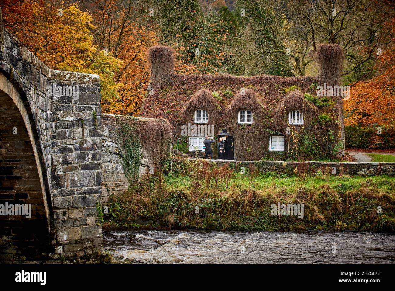 Ivy covered cottage house tearoom known as Ty Hwnt i'r Bont on the River Conwy near Llanrwst in Snowdonia, Gwynedd, north Wales Stock Photo