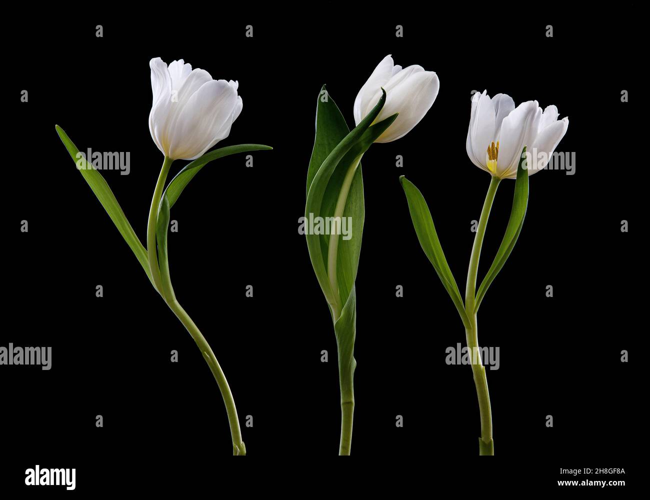 White tulips communicating together Stock Photo Alamy