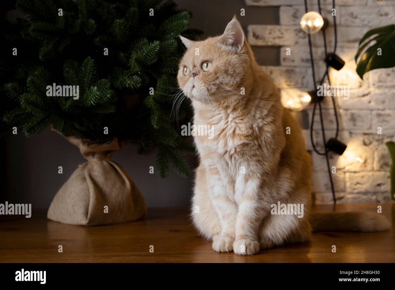 Exotic shorthair cat with funny grumpy face sitting on table near small christmas tree Stock Photo