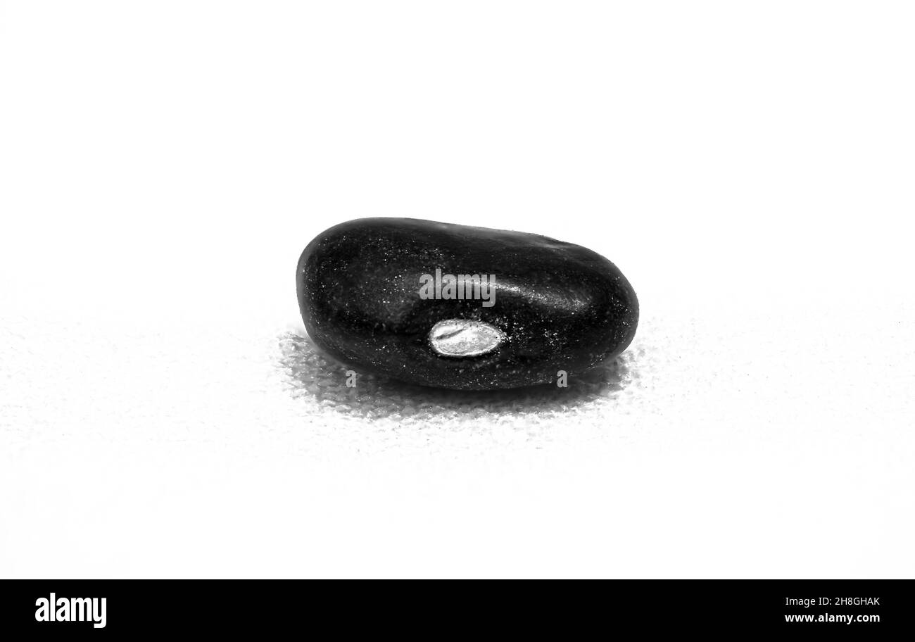 Single black bean on white background Stock Photo