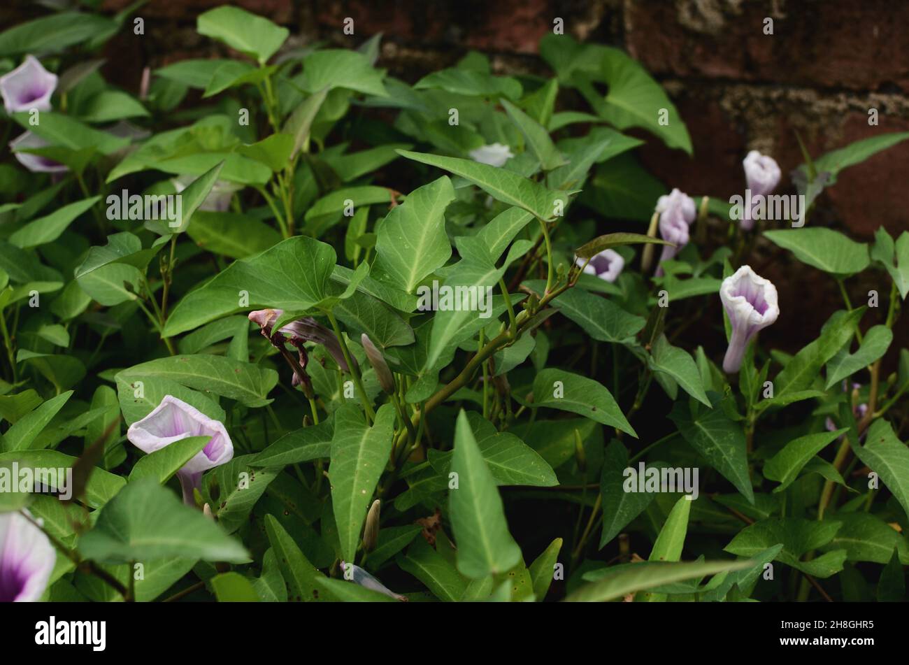 Green Fresh Water Spinach, Hygrophila auriculata,  Ridge Gourd flower Stock Photo