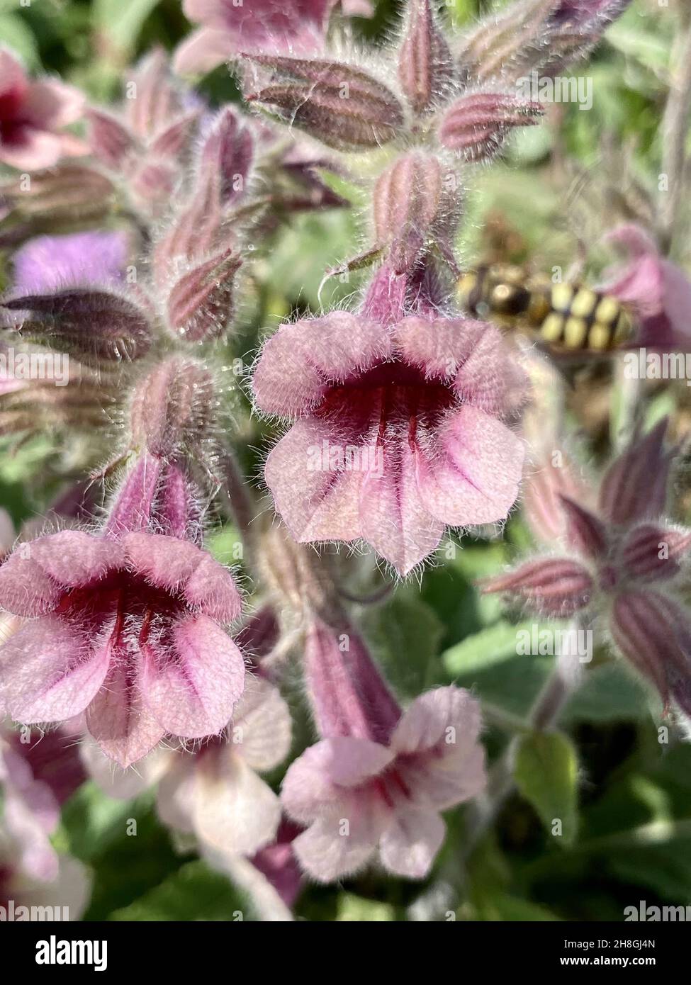 A little bee working on pink flowers of wild Rehmannia glutinosa grasses growing in spring field Stock Photo