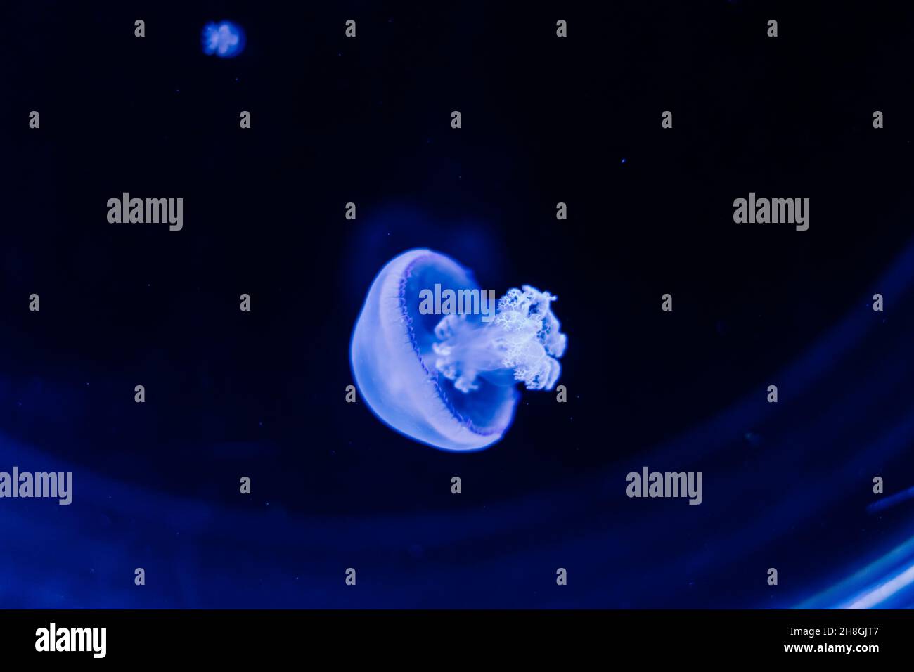 A group of light blue jellyfish swimming in water Stock Photo - Alamy