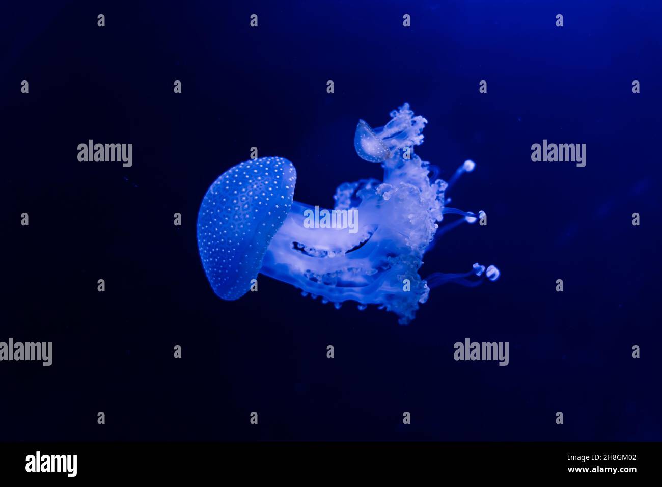 A group of light blue jellyfish swimming in water Stock Photo - Alamy