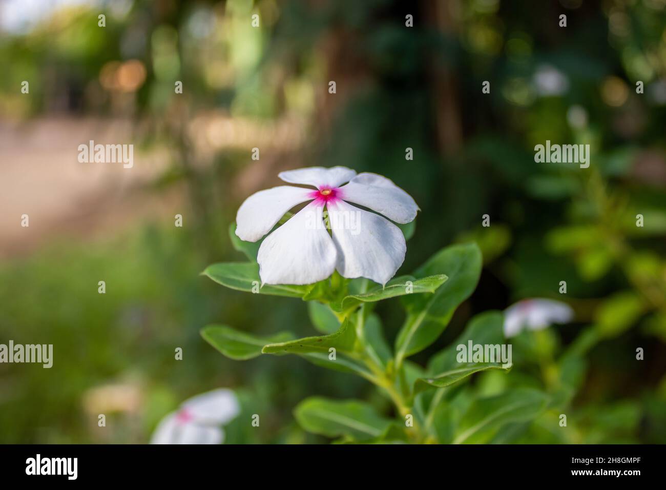 white flower in the garden Stock Photo
