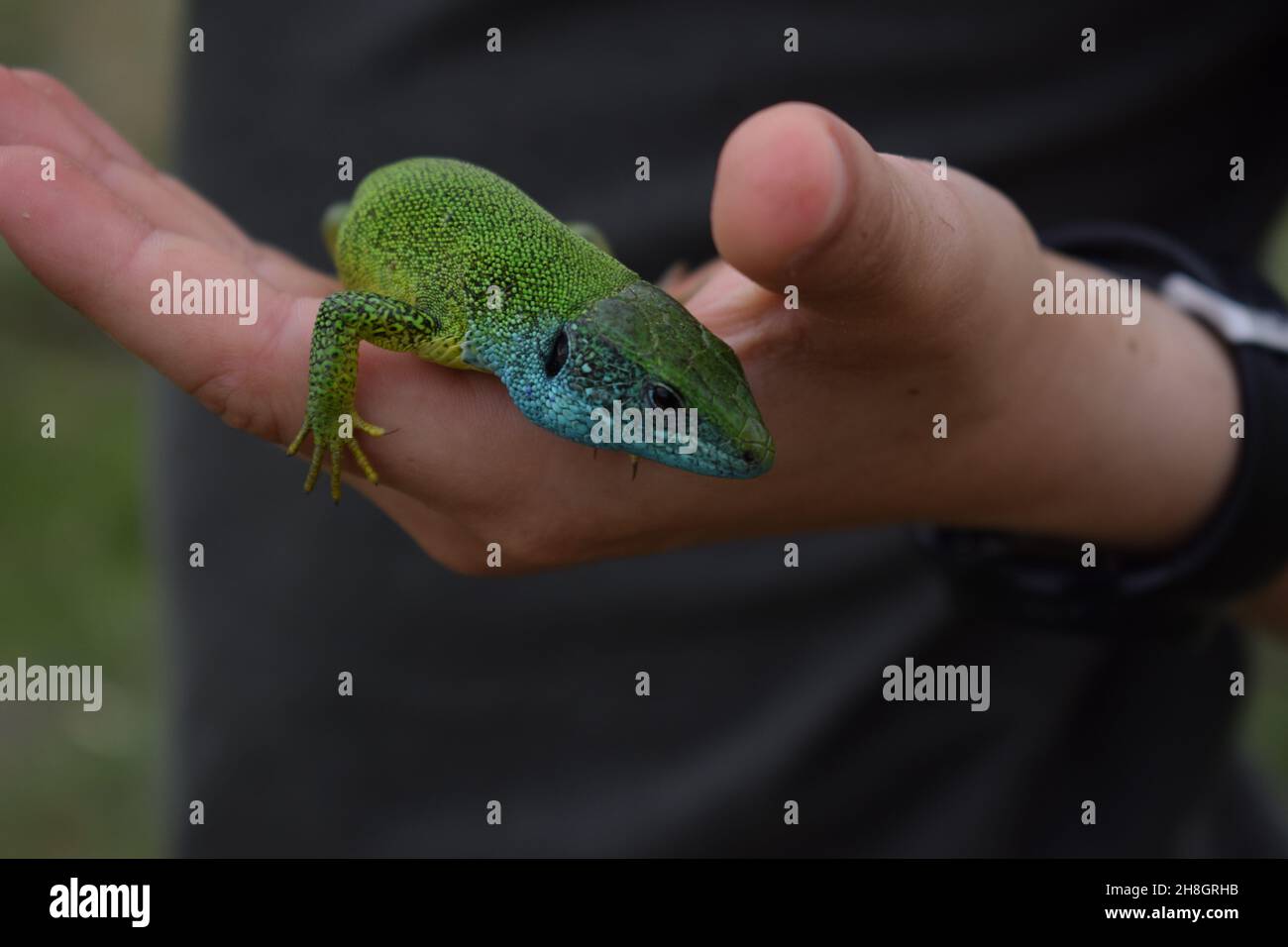 Male holding a green sand lizard outdoors Stock Photo