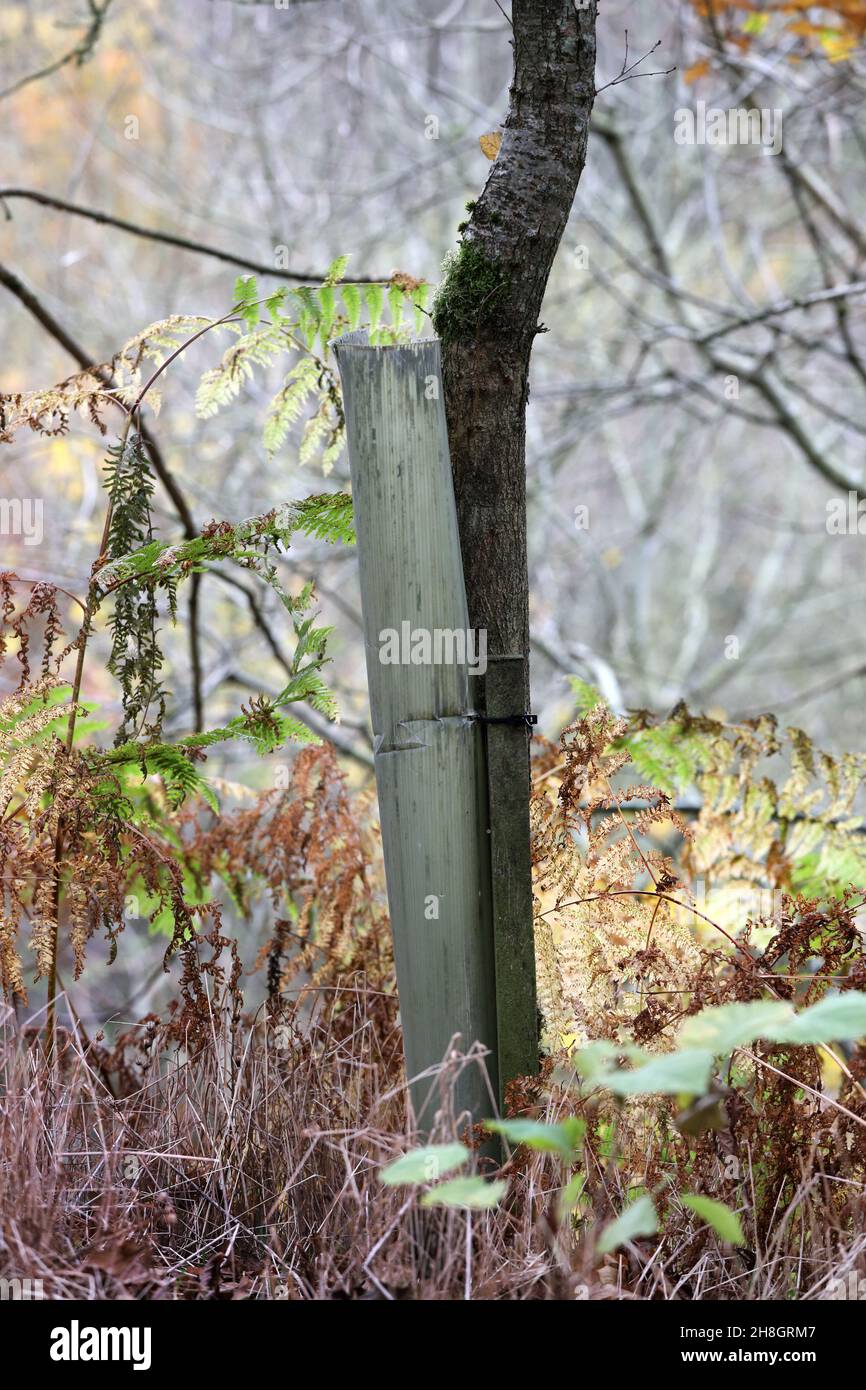Plastic tree guards which have been outgrown by maturing trees, England, UK Stock Photo