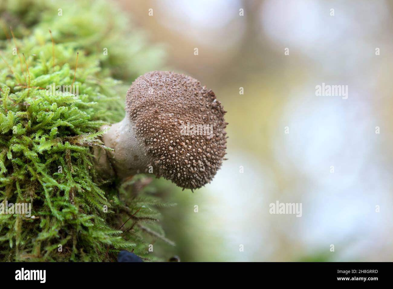 Puffball (Lycoperdon perlatum) Fungi which is starting to mature and turning from white to brown Teesdale, County Durham, UK Stock Photo
