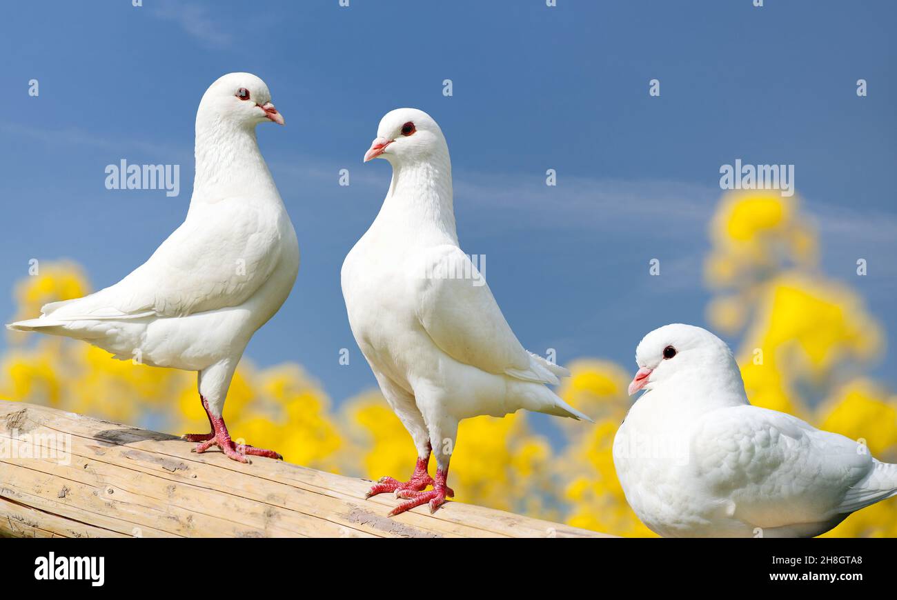 Beautiful view of three white pigeons on perch with yellow flowering background, imperial pigeon, ducula Stock Photo