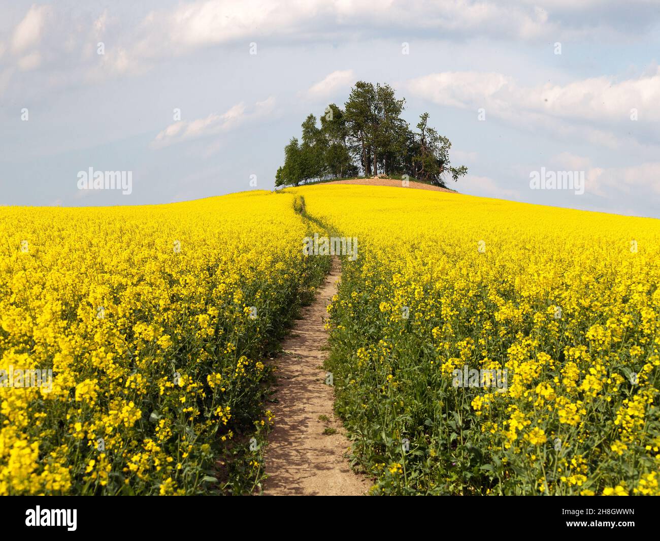 field of rapeseed (brassica napus) with path way and small forest - plant for green energy and oil industry Stock Photo