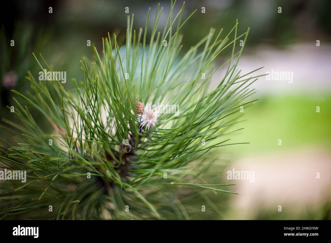 Closeup of pinyon pine cone on tree with pine nuts. Selective focus Stock Photo