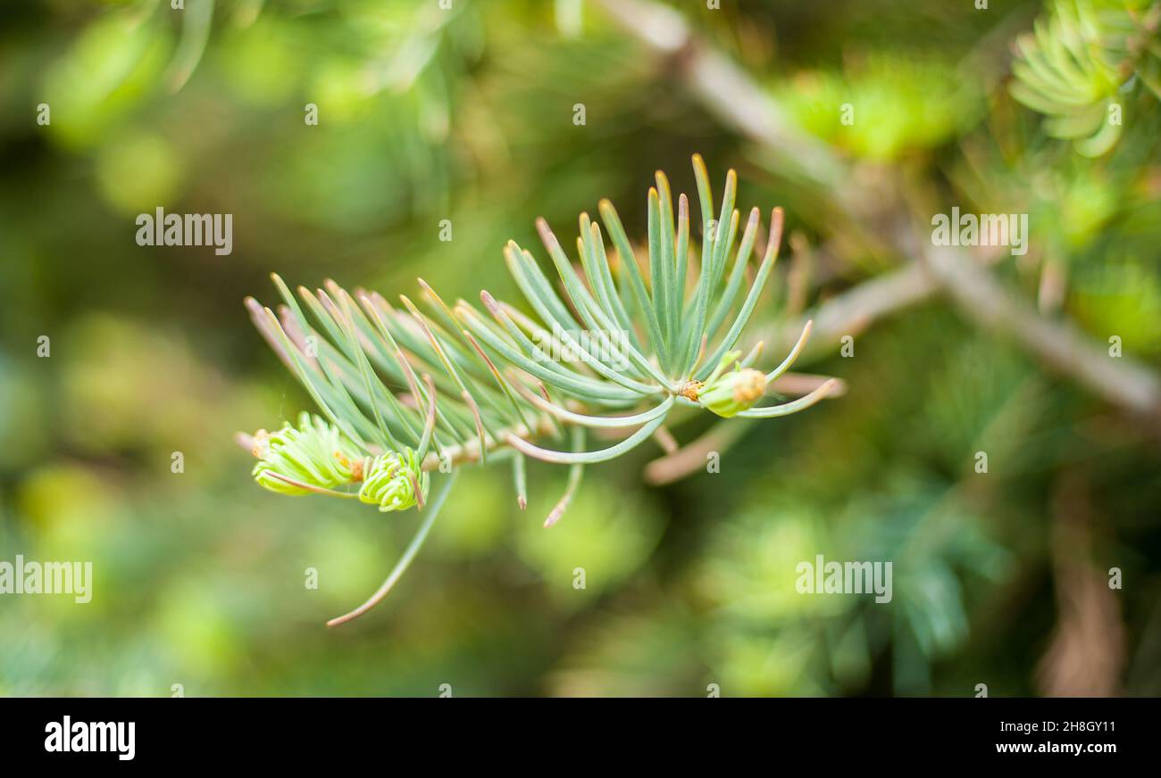 Closeup of pinyon pine cone on tree with pine nuts. Selective focus Stock Photo