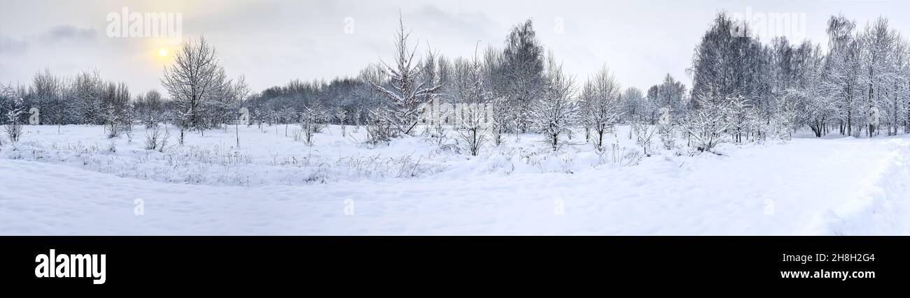 snowy winter panoramic landscape with forest and sun. frosty winter ...