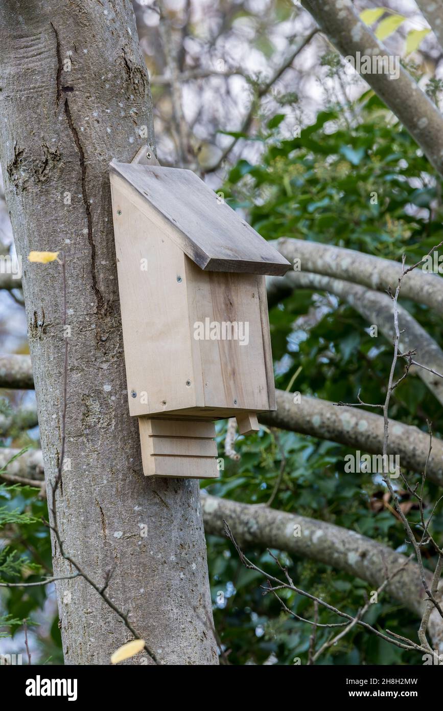 Bat box in ash tree, Wales, UK Stock Photo Alamy