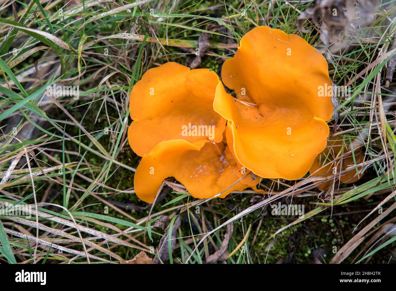 Orange peel fungus, Aleuria aurantia, fruiting body, Blorenge, Wales, UK Stock Photo