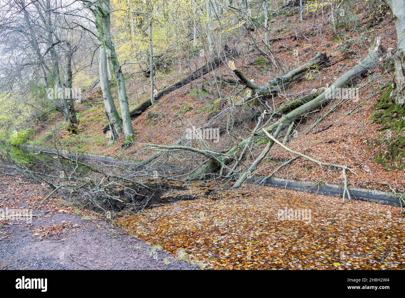 Tree felled by storm Arwen blocking the Brecon and Monmouthshire canal, Llanfoist, Wales, UK Stock Photo