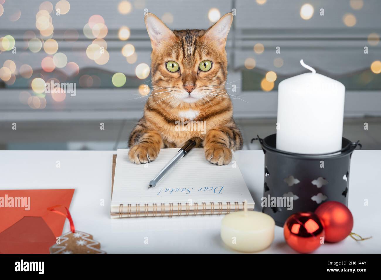 A beautiful domestic cat is writing a letter to Santa Claus at the table in the house. Stock Photo