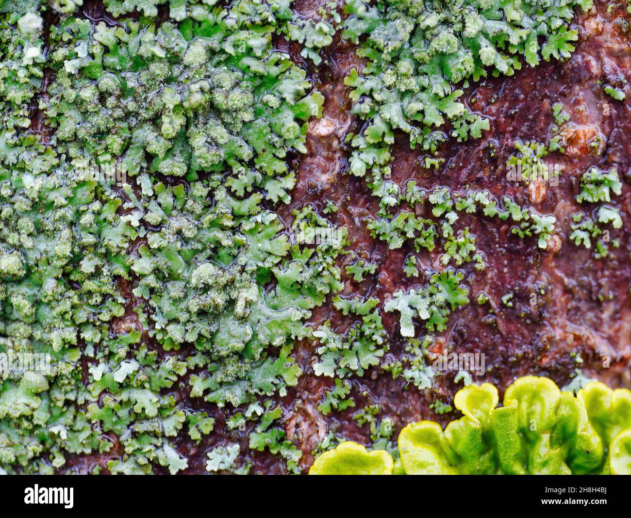 Macro photo of a wet tree bark overgrown with leafy lichen Stock Photo