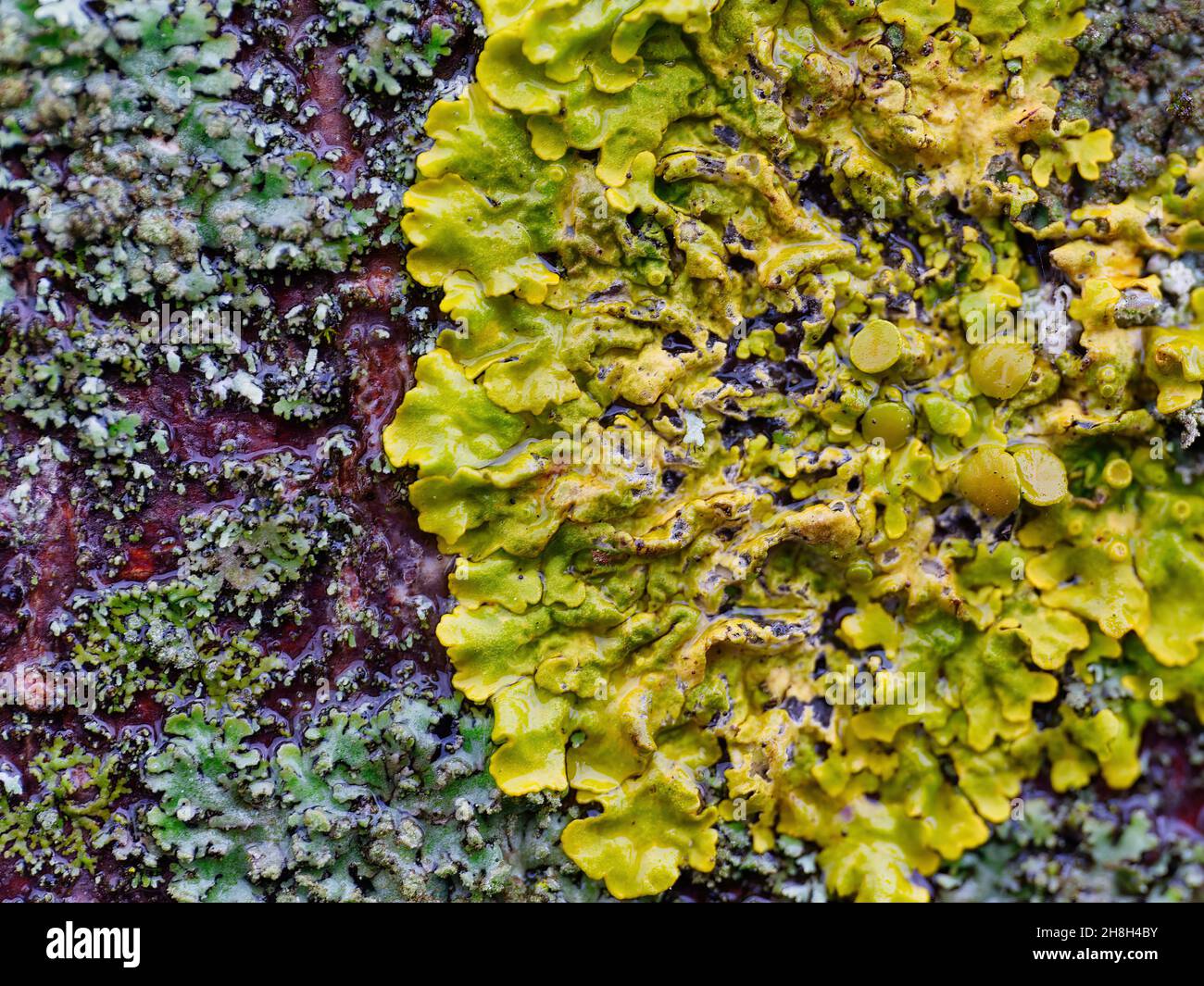 Macro photo of a tree bark overgrown with leafy lichen Stock Photo