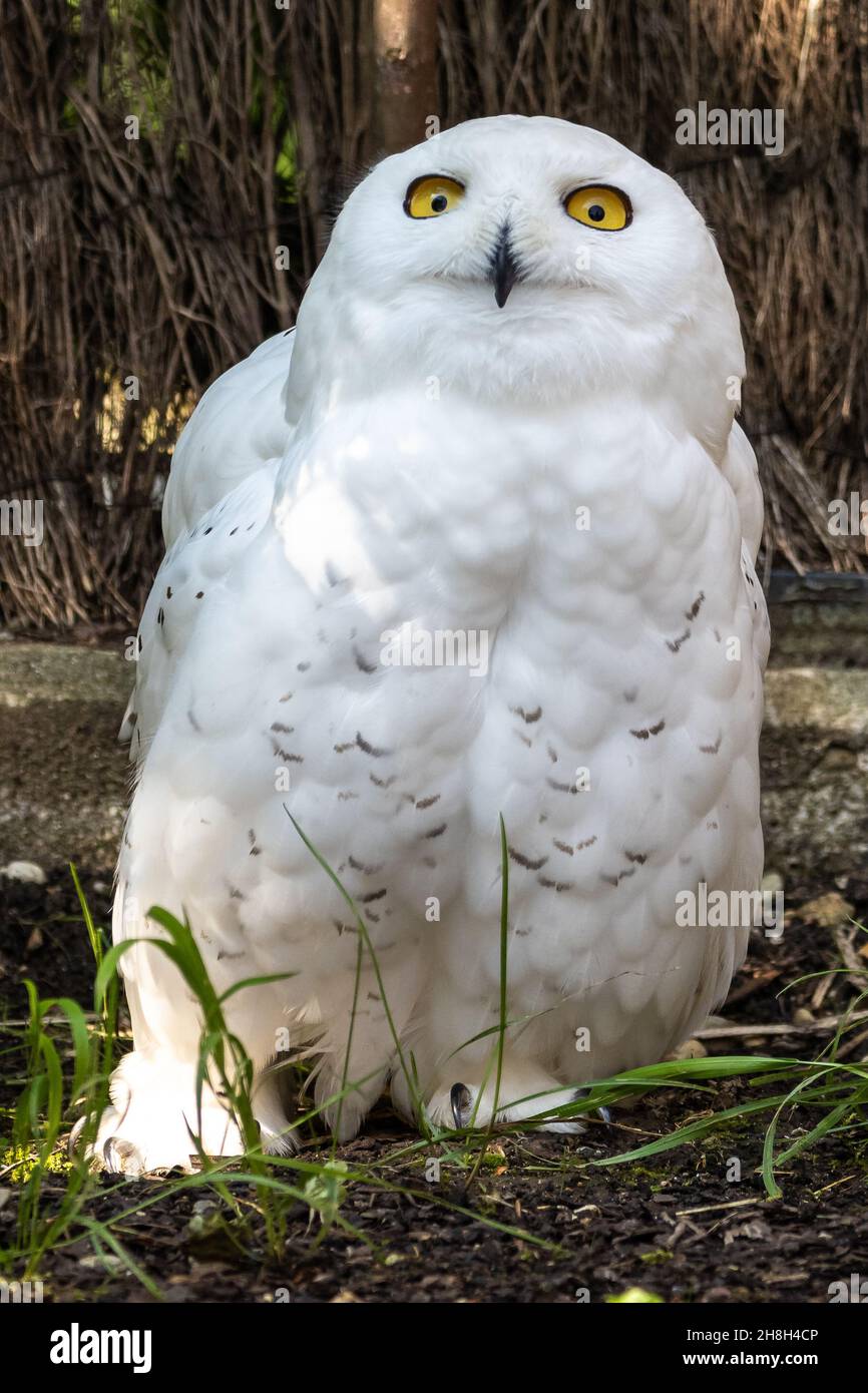 The Snowy Owl, Bubo scandiacus is a large, white owl of the typical owl ...