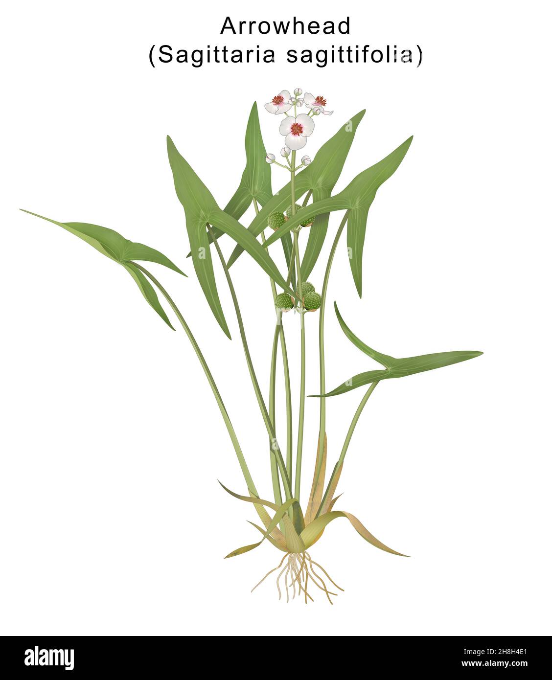 Sagittaria sagittifolia (Arrowhead) is a flowering wetland perennial native Stock Photo