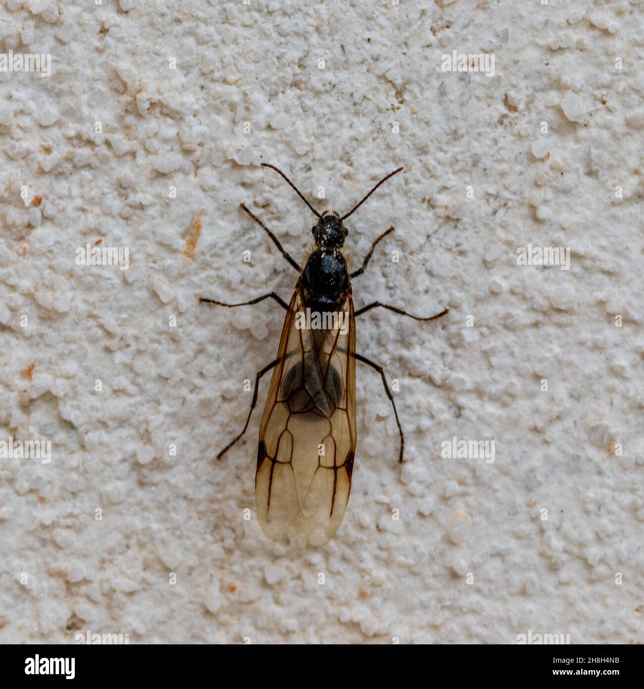 Messor Genus, Harvester Ant with Wings Stock Photo