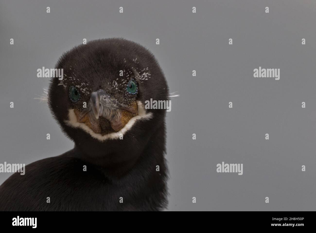 Close up head and face portrait of cormorant accented by its teal blue eyes and dark plumage with copy space on right side of horizontal photograph Stock Photo