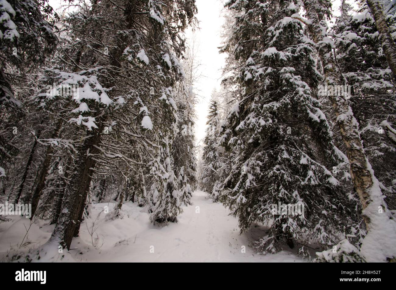 Snowy road through winter forest Stock Photo