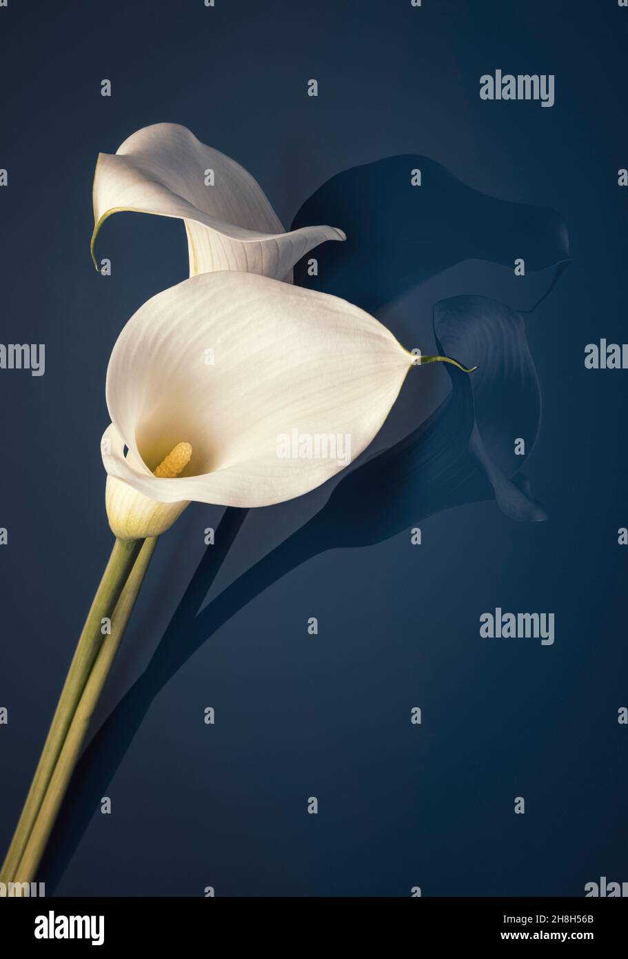 Two large white Calla lilies on reflective surface Stock Photo
