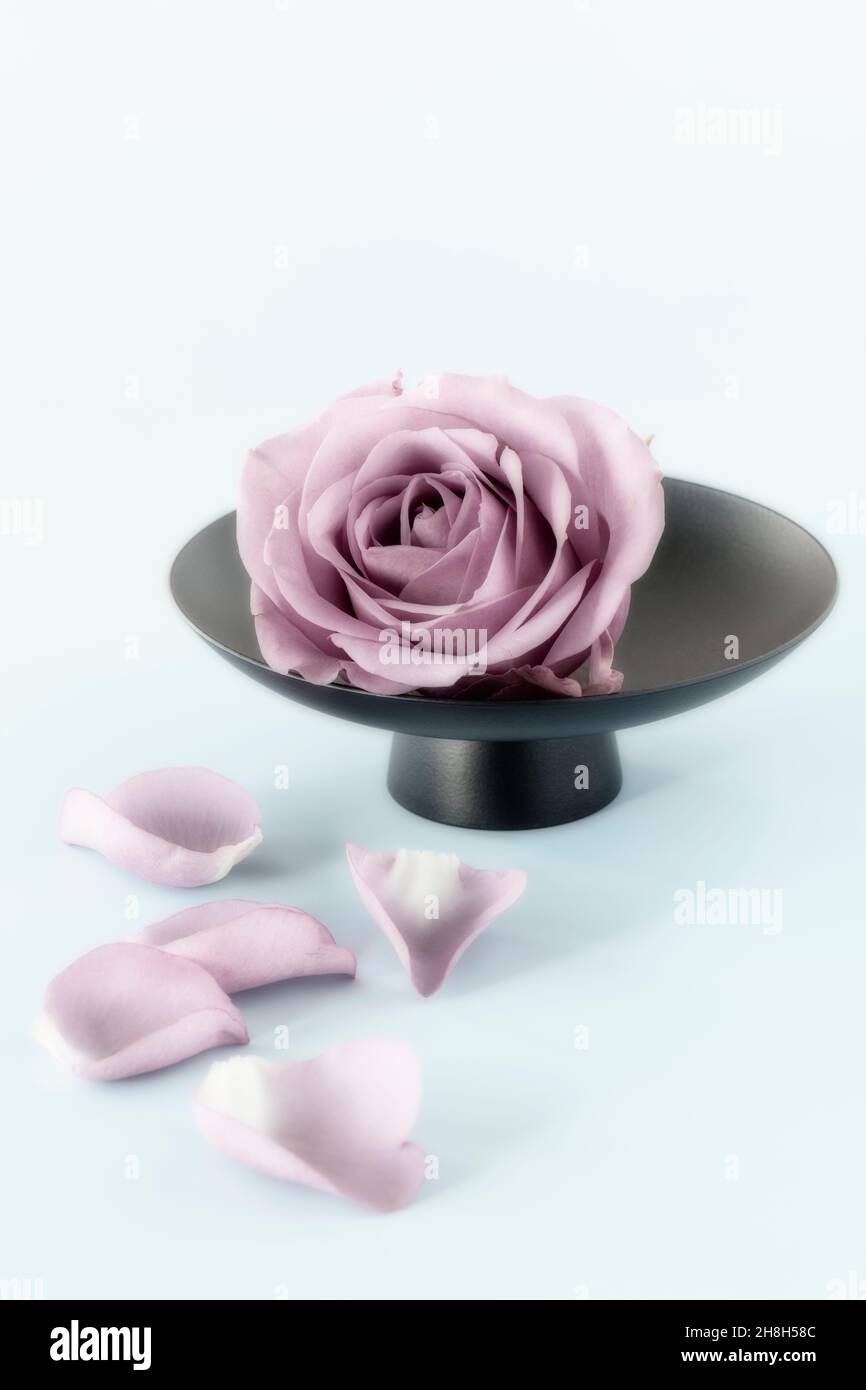 Pretty pink rose and rose petals on plain light blue background Stock