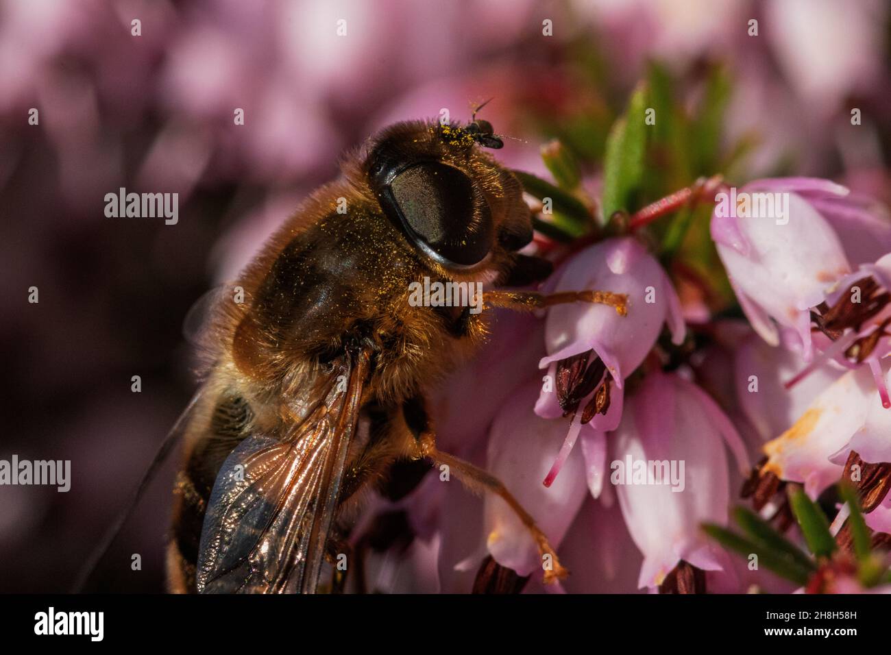 Close-Up Head On, Portrait Detail of a Drone Hover Fly (Eristalis tenax) Feeding on a Clump of Heather (Calluna vulgaris) In Early Spring. Stock Photo