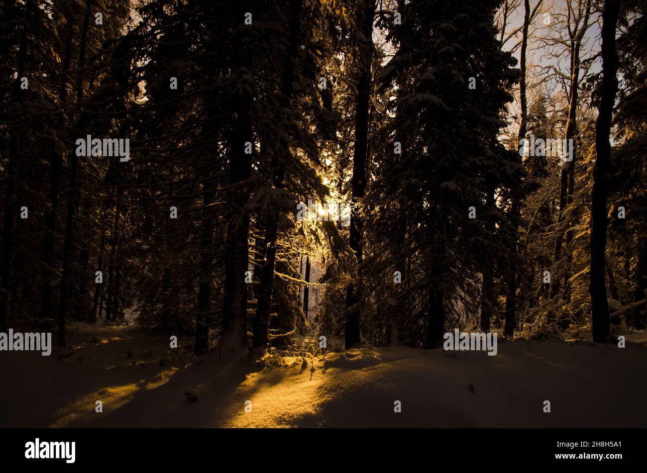 Light beam through the trees hi-res stock photography and images - Alamy