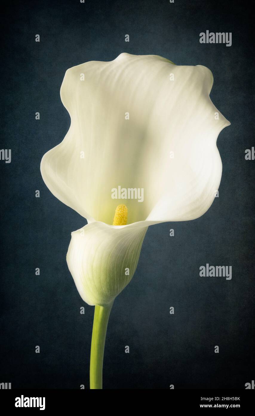 Close up of a white Calla lily Stock Photo