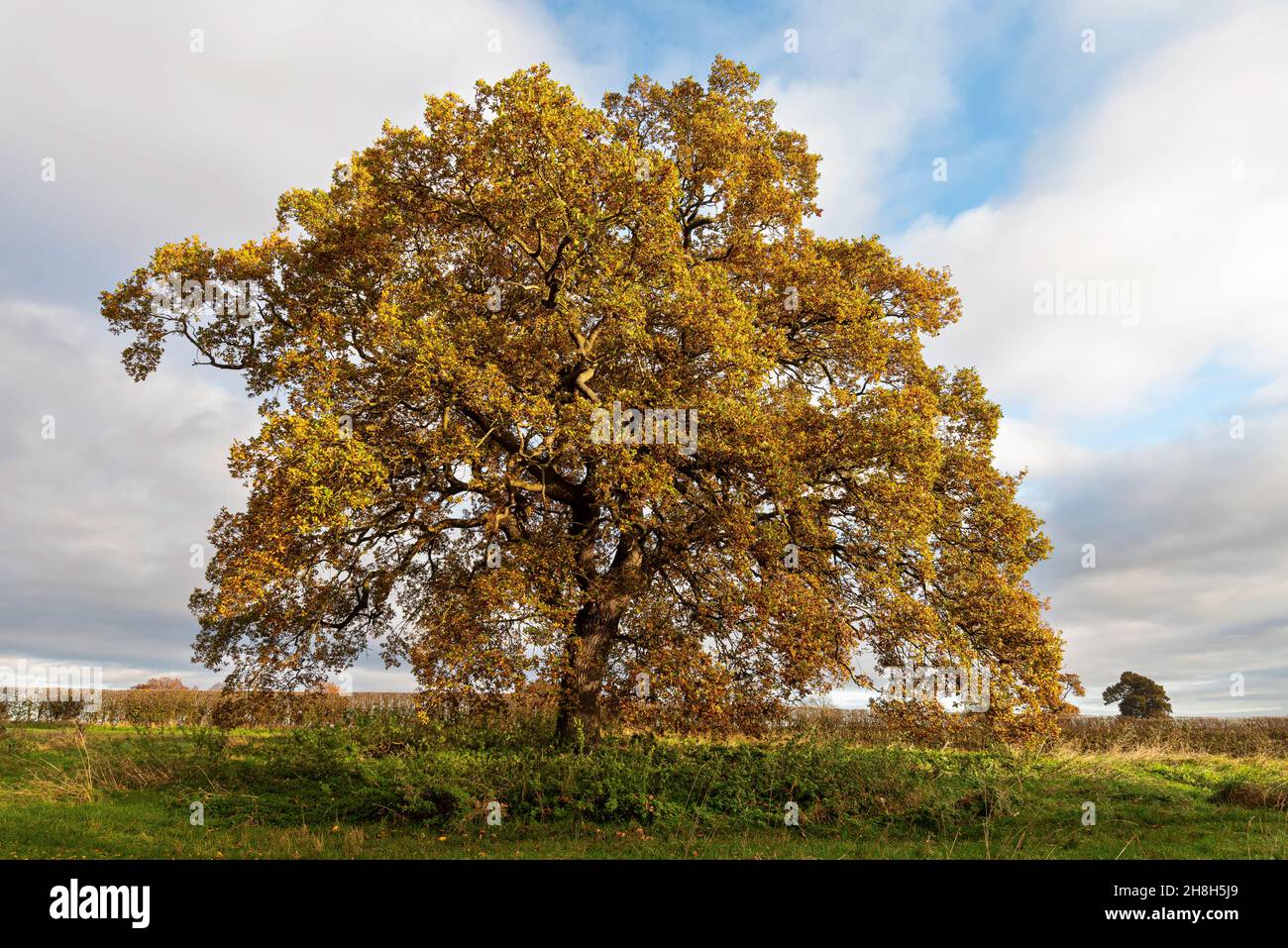 English Oak (Quercus ruber) or Pendunculate Oak, in autumn (fall) colours isolated against the sky. Stock Photo