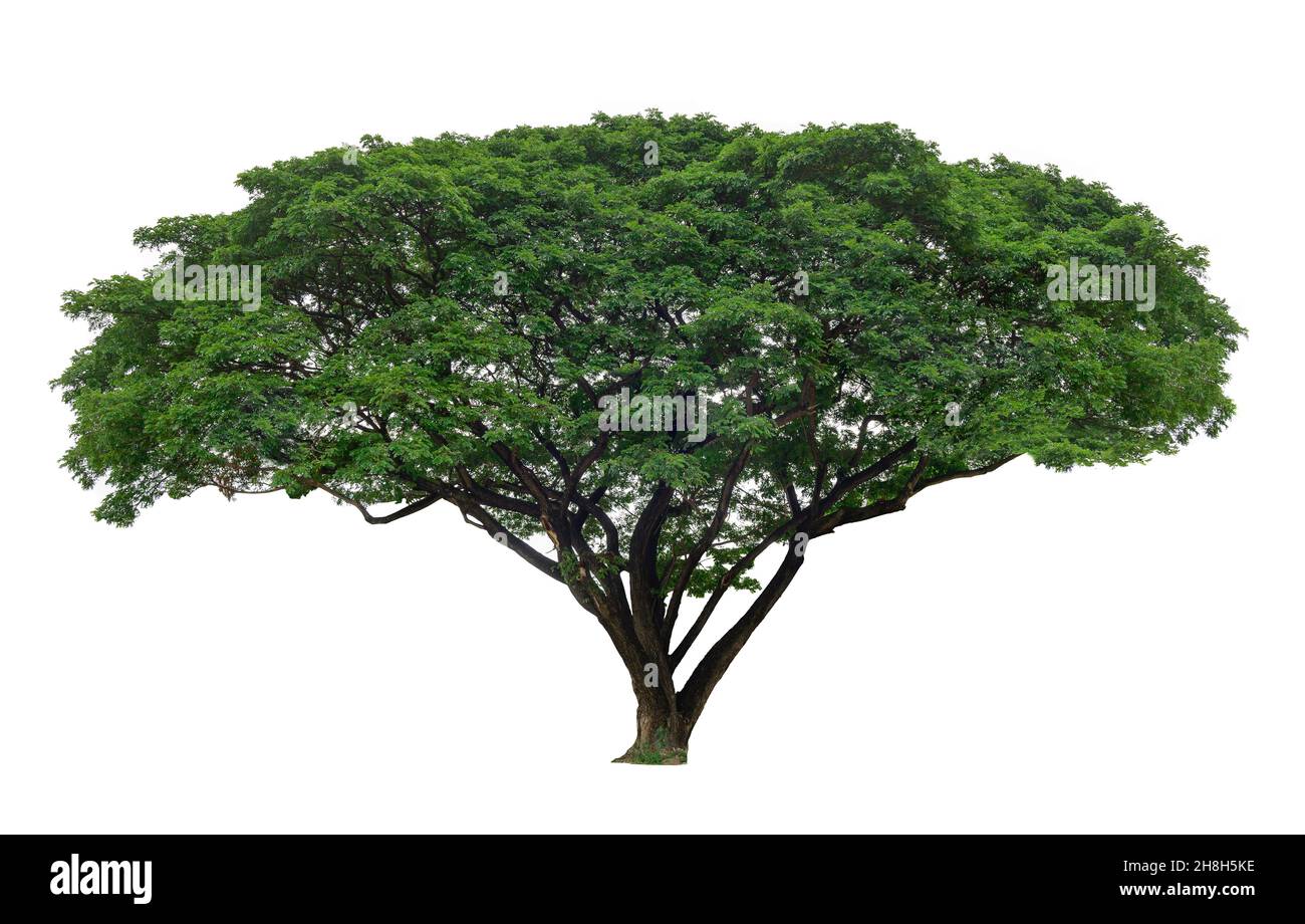 Isolated big tree on white background Stock Photo