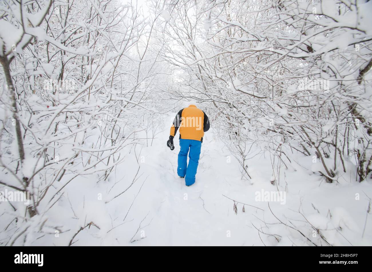 Beautiful snowy forest hi-res stock photography and images - Alamy