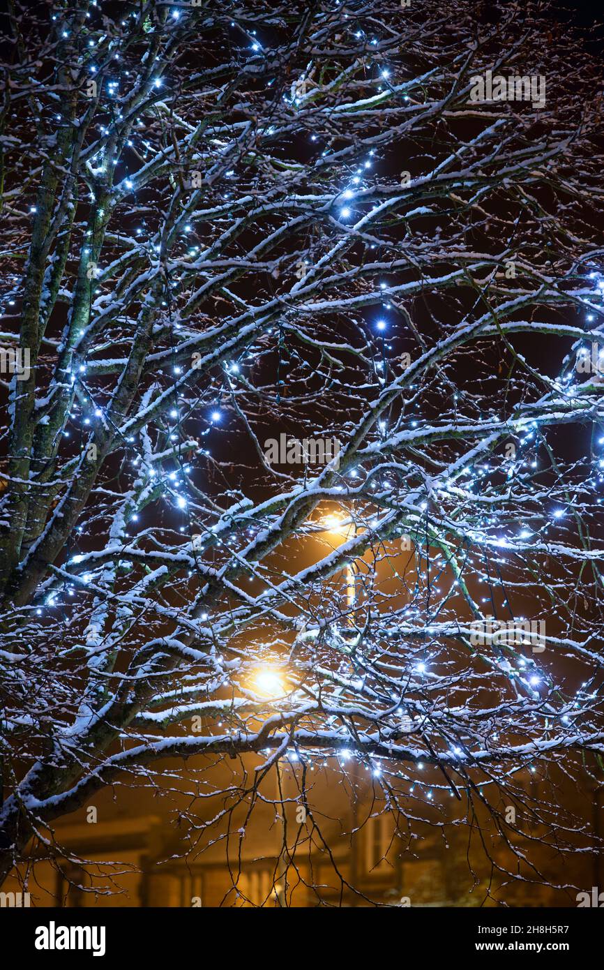Blue Christmas lights in the trees along brackley high street in the