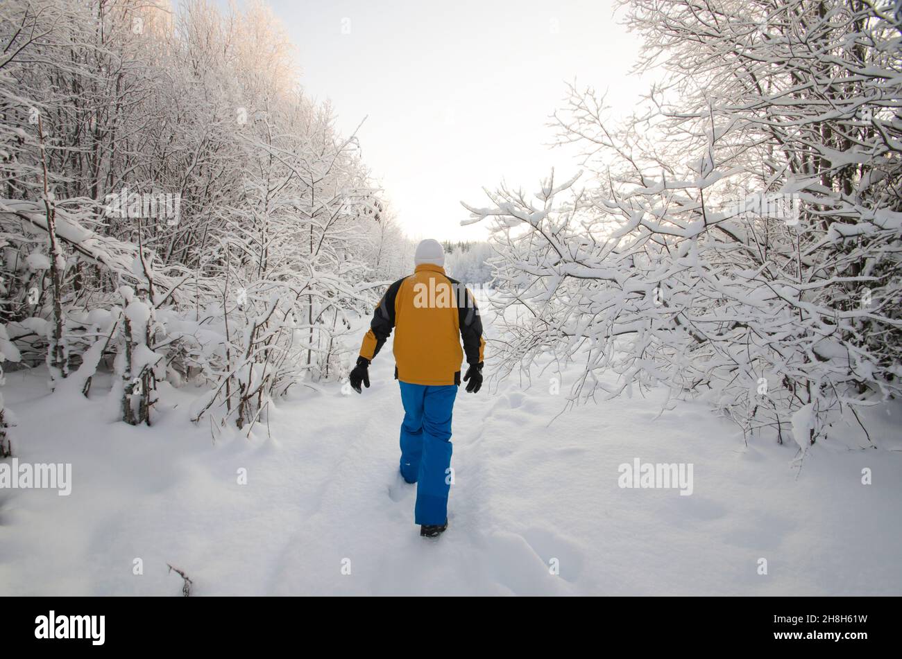 Beautiful snowy forest hi-res stock photography and images - Alamy