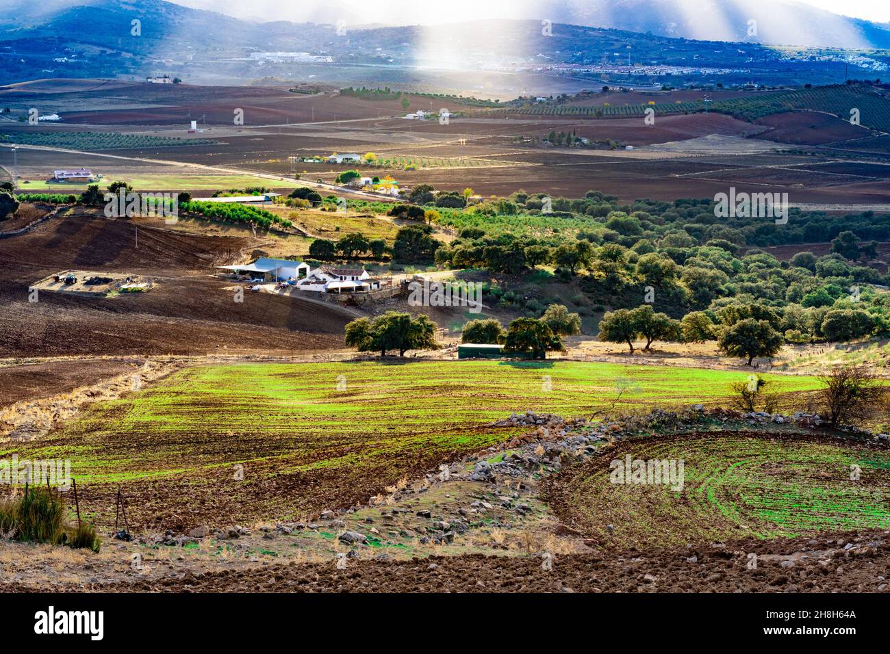 landscape of cereal fields Stock Photo - Alamy