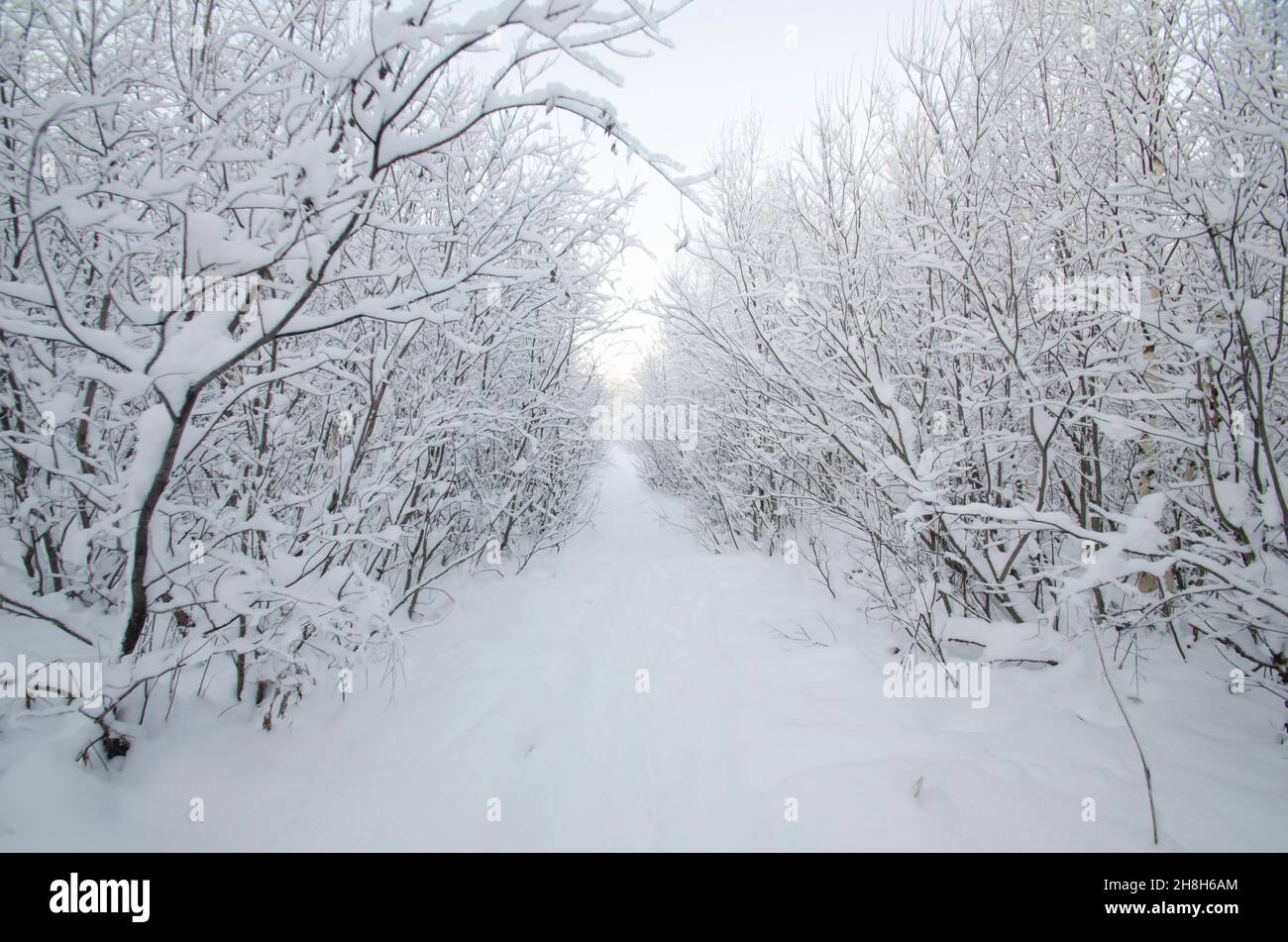 Snowy road through winter forest Stock Photo