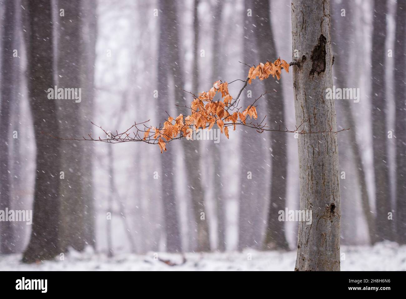 Snowing in forest. Winter is coming. Branch of beech tree with autumn leaves in wind. Cold weather in change of season Stock Photo