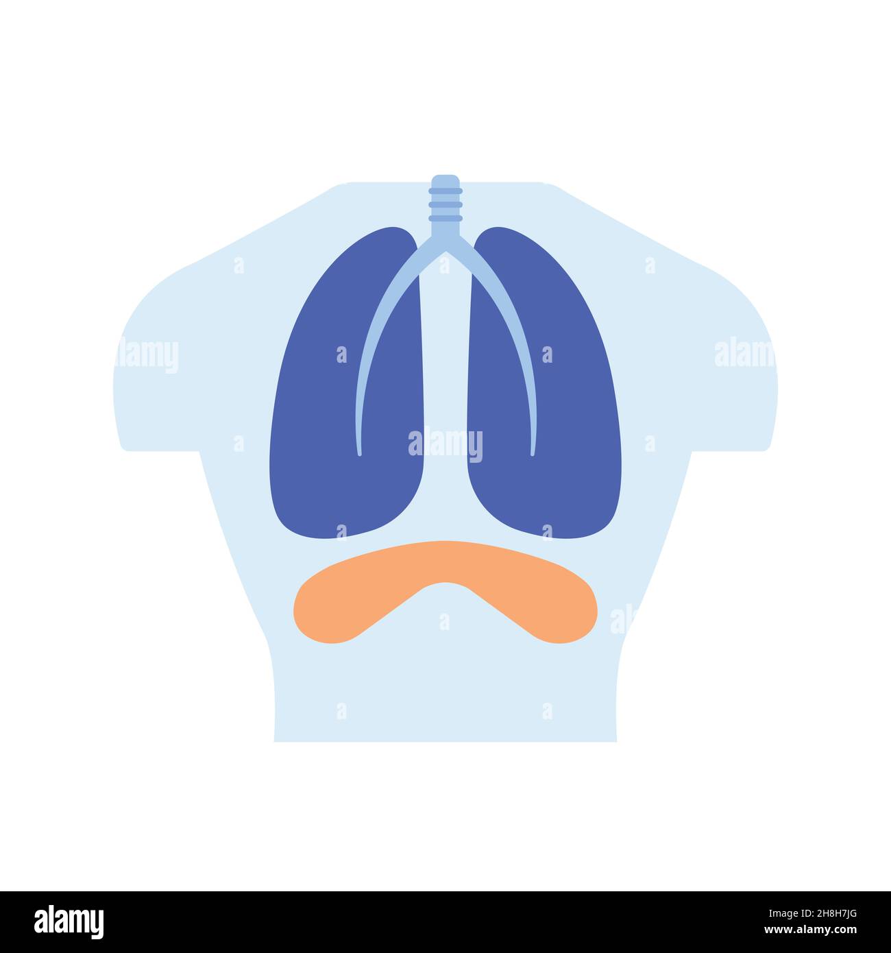 Human body with lungs and diaphragm muscle flat illustration. Health ...