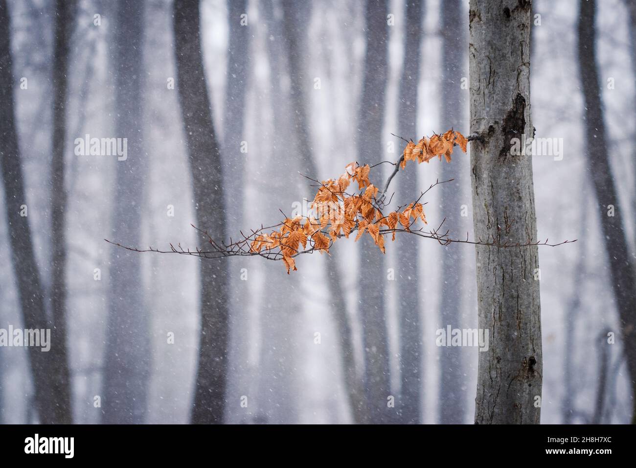 Winter is coming. Snowing in forest. Branch of beech tree with autumn leaves in wind. Cold weather in change of season Stock Photo