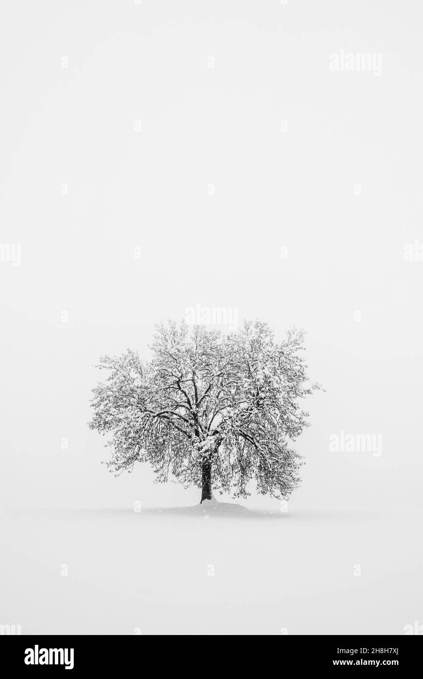 Lone tree in snowing. Winter black and white landscape. Simplicity and minimalism in nature Stock Photo