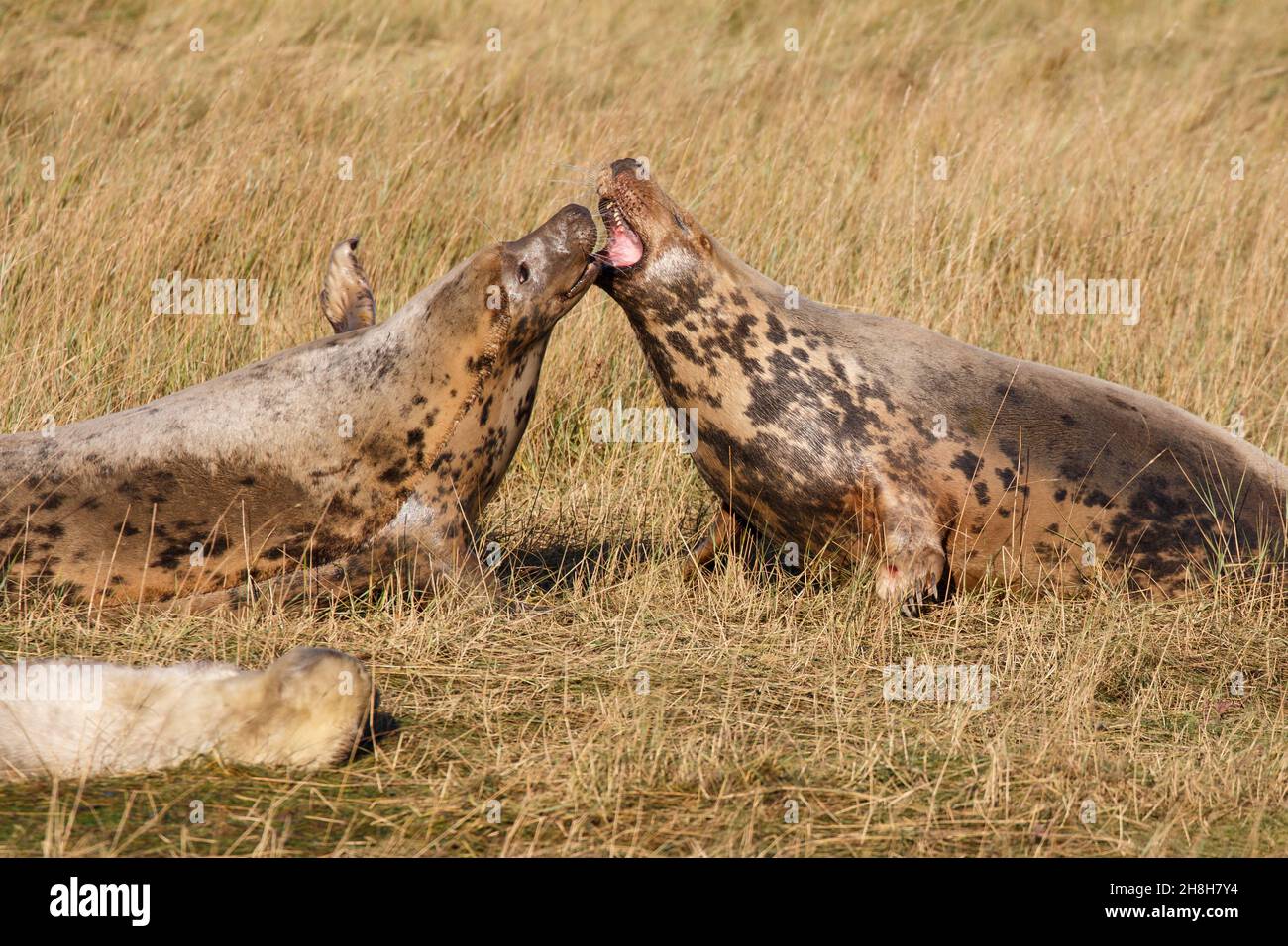 Fighting bull seals hi-res stock photography and images - Alamy