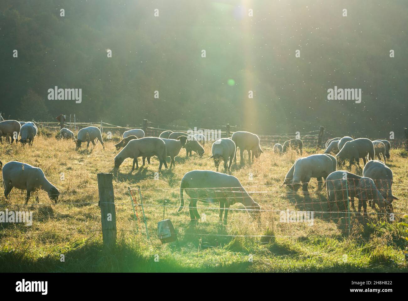 Grassland with sheeps, near Gewissenruh, Wesertal, Weser Uplands, Weserbergland, Hesse, Germany Stock Photo
