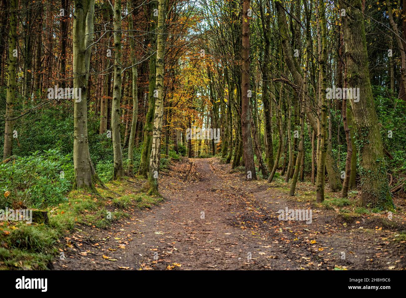 Path through the trees in Rozelle Park on a Autumn day Stock Photo