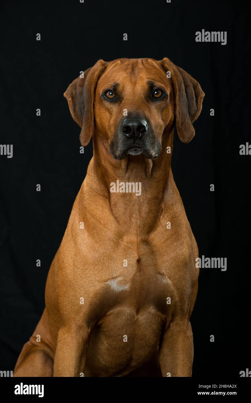 Black T Rhodesian Ridgeback Black rhodesian ridgeback hi-res stock photography and images - Alamy