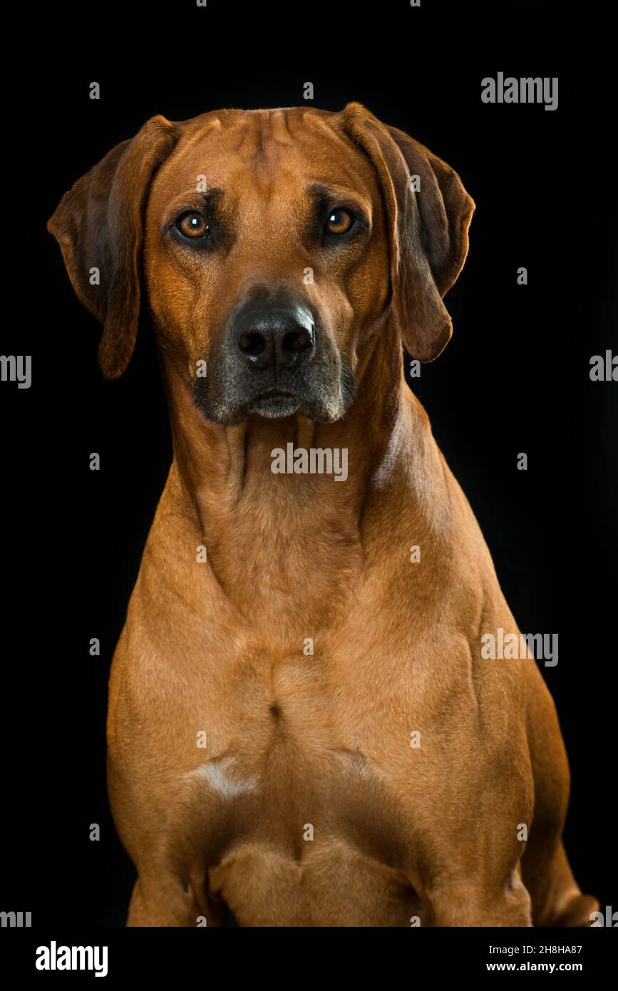 Rhodesian ridgeback dog on black background Stock Photo - Alamy