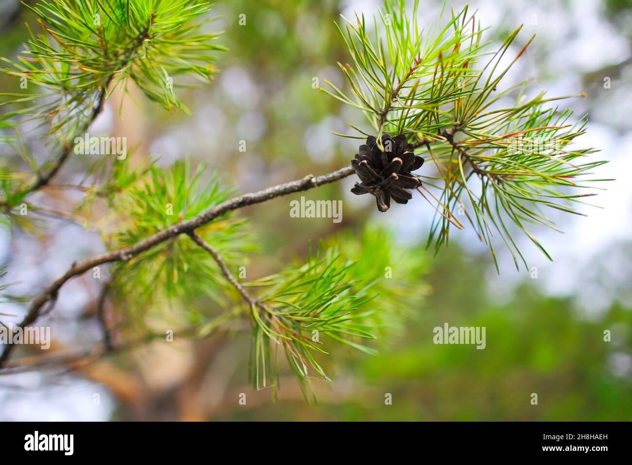 Green pine tree with the pinecone on the sprouts. Stock Photo